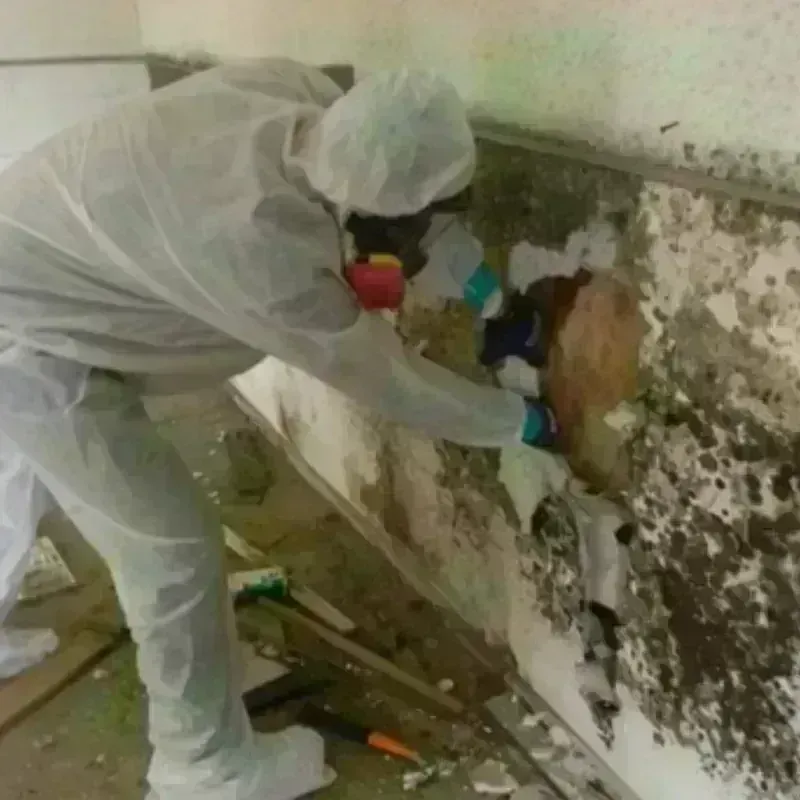 Mold Remediation and Removal in Carrollton, MS